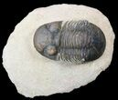 Paralejurus Trilobite Fossil - Foum Zguid, Morocco #53524-1
